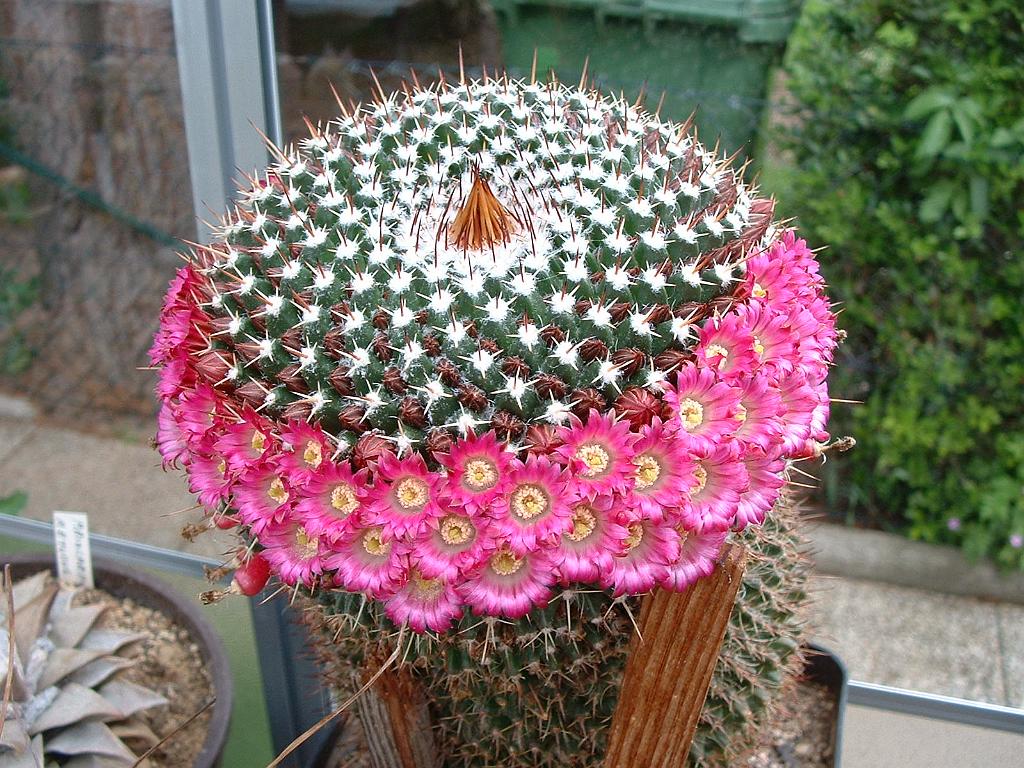 Mammillaria spec..JPG